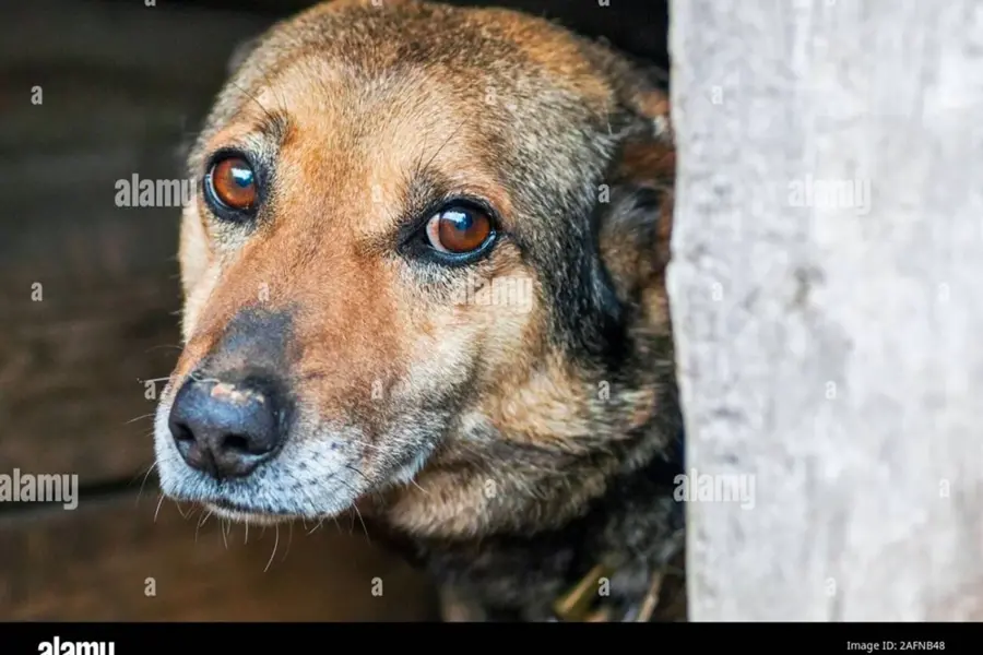 Грустные глаза бездомной собаки