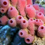 Губки Porifera Spongia