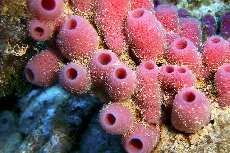 Губки Porifera Spongia