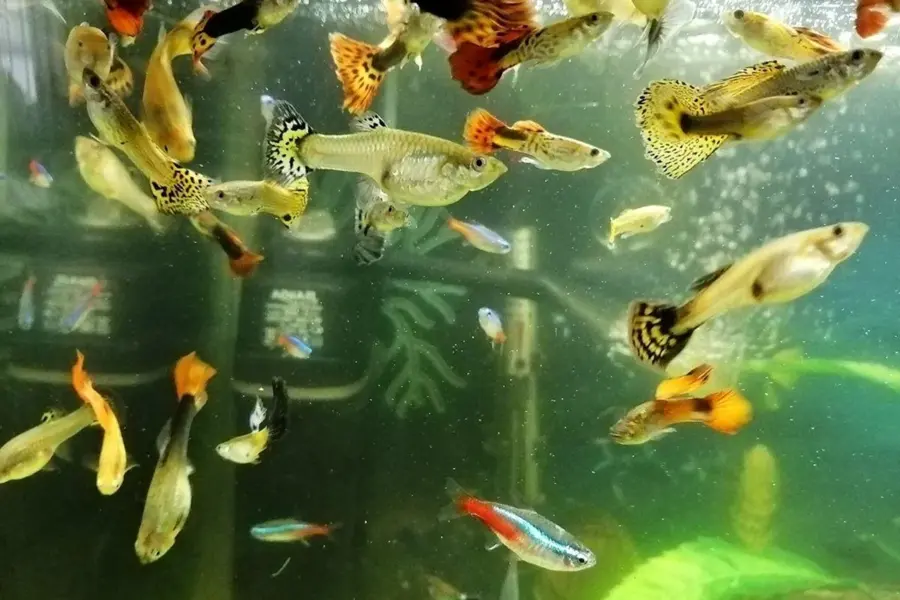 Гуппи аквариумные рыбки