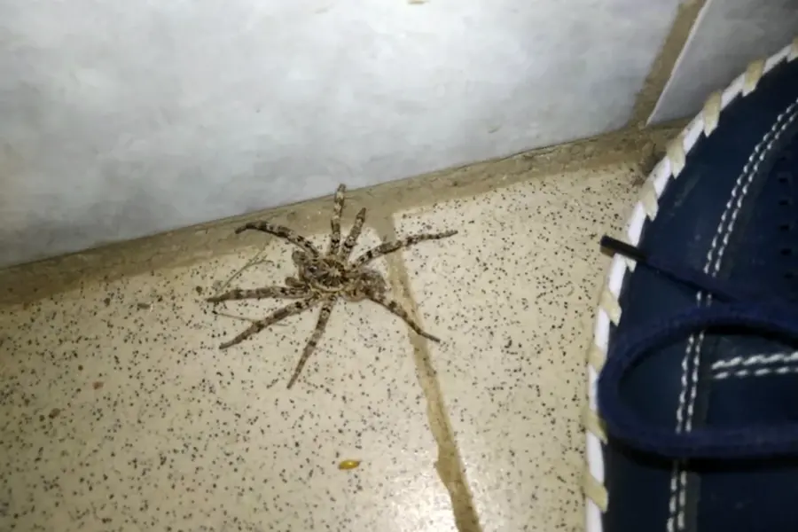 Ядовитые пауки в Башкирии