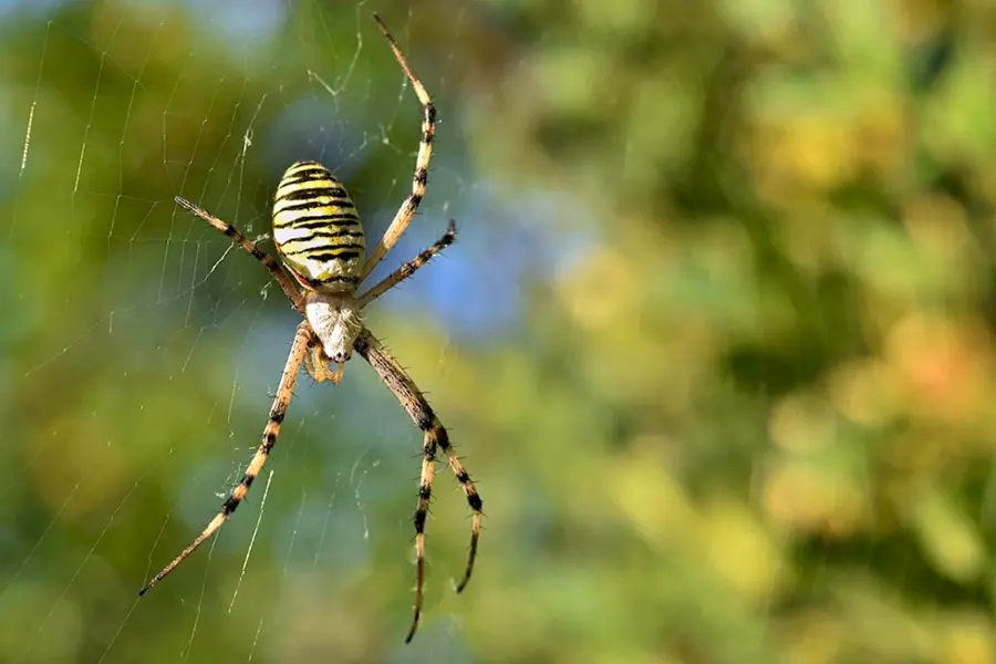 Ядовитые пауки в Калужской области