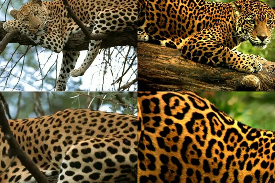 Ягуар и леопард