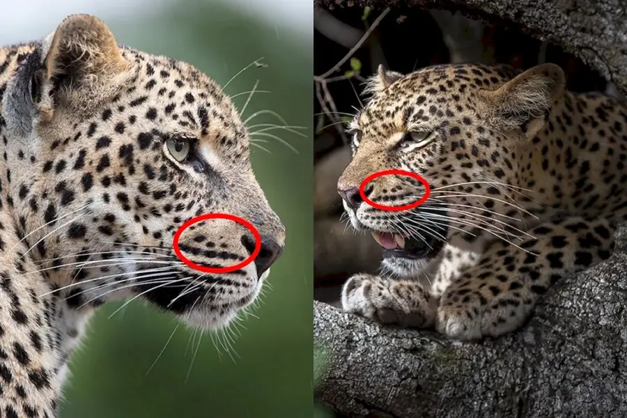 Ягуар леопард гепард отличия