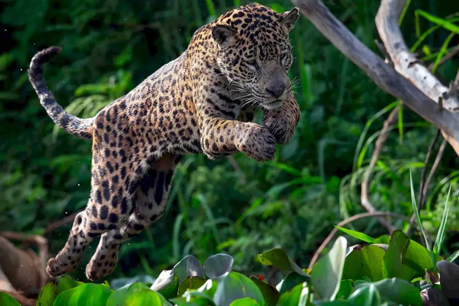 Ягуар в прыжке