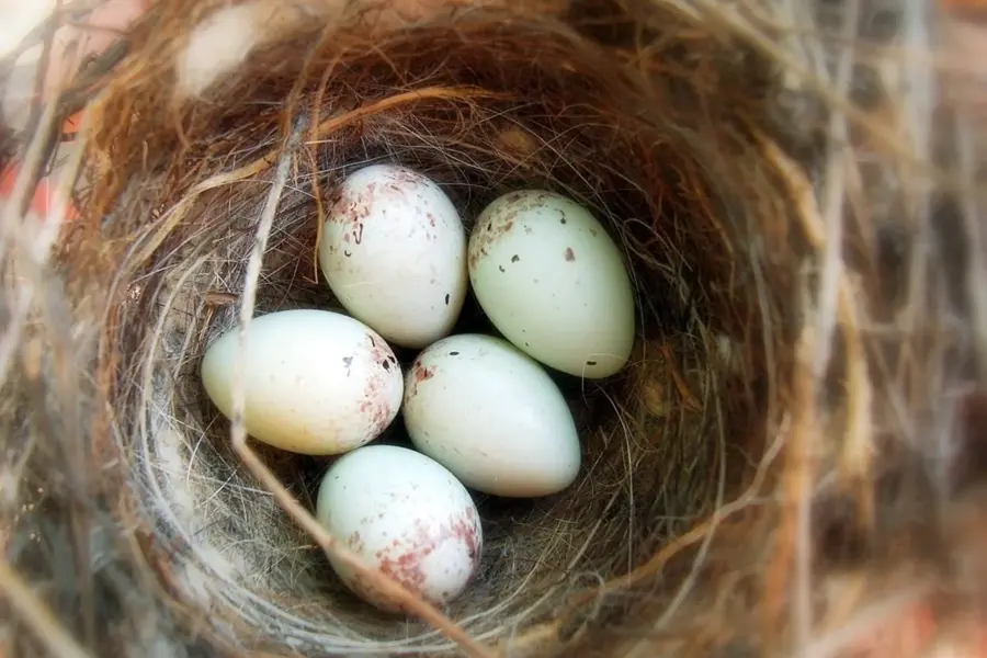 Яйца диких птиц