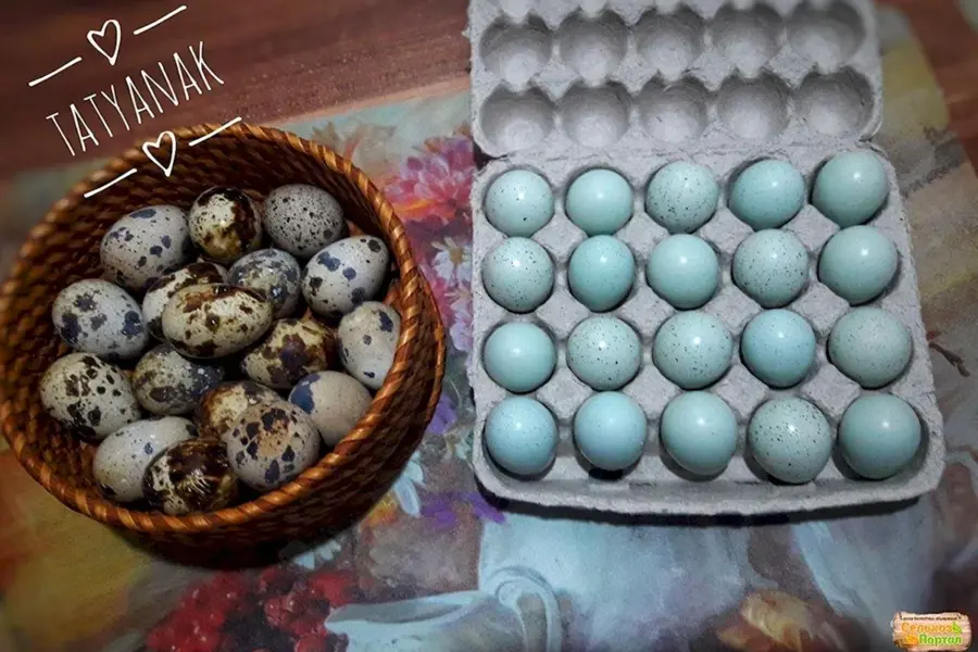 Яйца перепелов селадон
