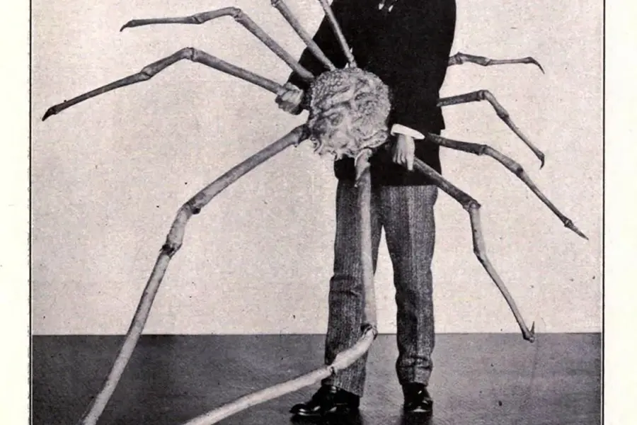 Японский краб паук