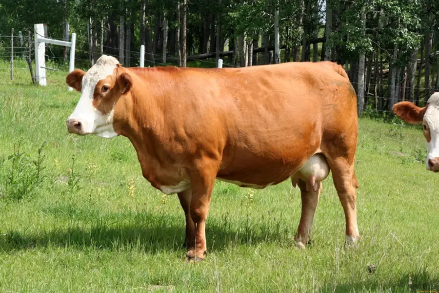 Ярославская порода крупного рогатого скота