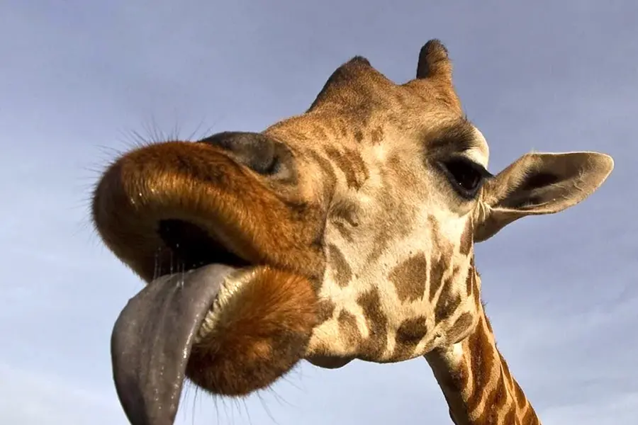 Язык жирафа