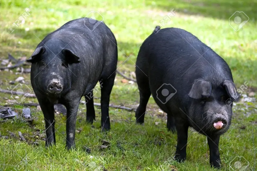 Иберико свинья
