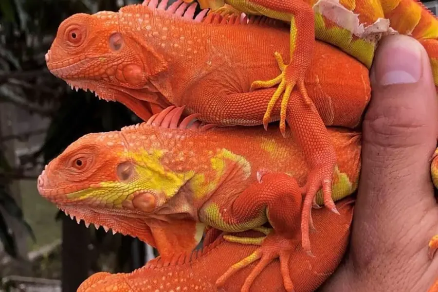 Игуана красная Iguana Iguana