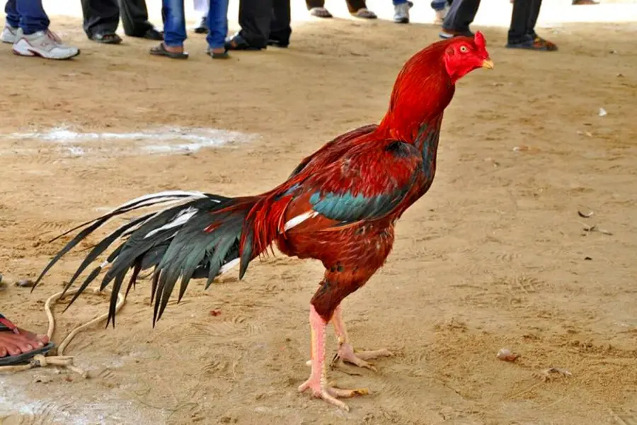 Индийская Бойцовая порода кур