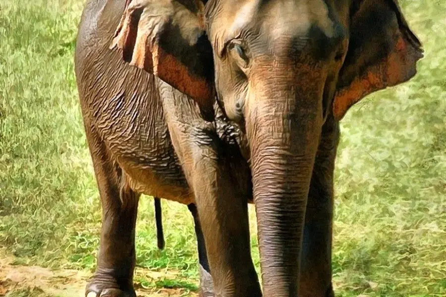 Индийский Слоненок