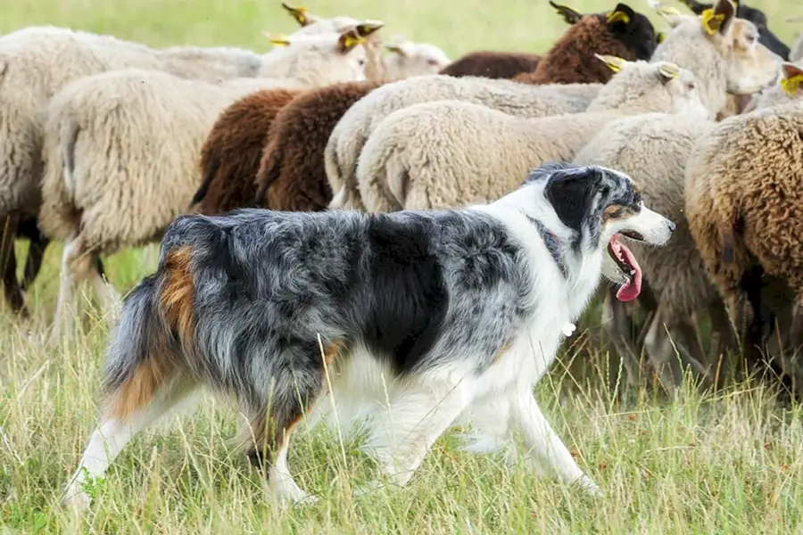 Южнорусская овчарка пасет овец