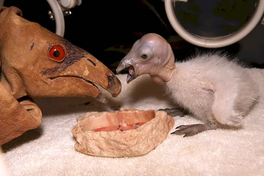 Какими рождаются лебеди