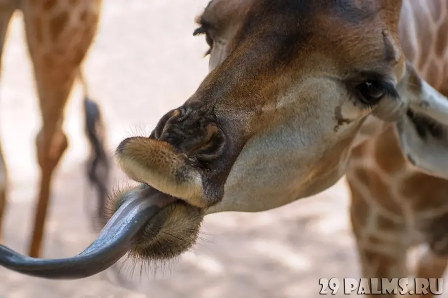 Какого цвета язык у жирафа