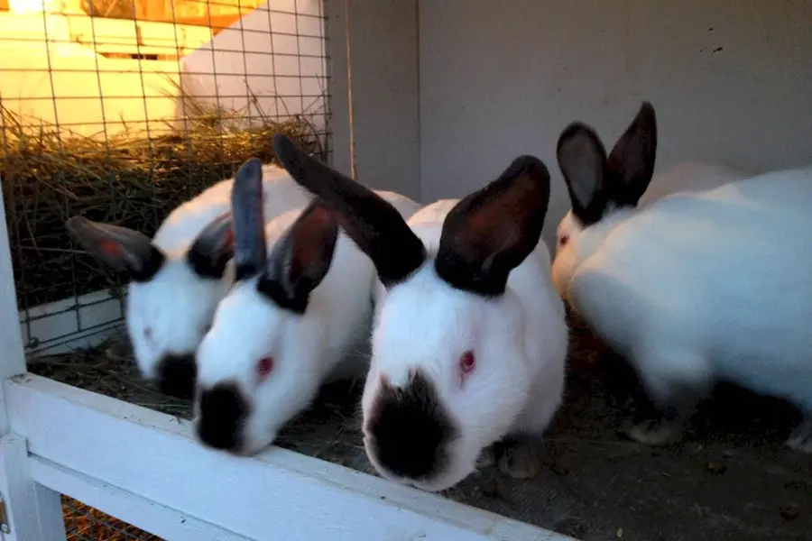 Калифорнийские кролики с крольчатами