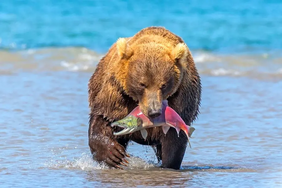 Камчатка медведи лосось