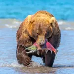 Камчатка медведи лосось
