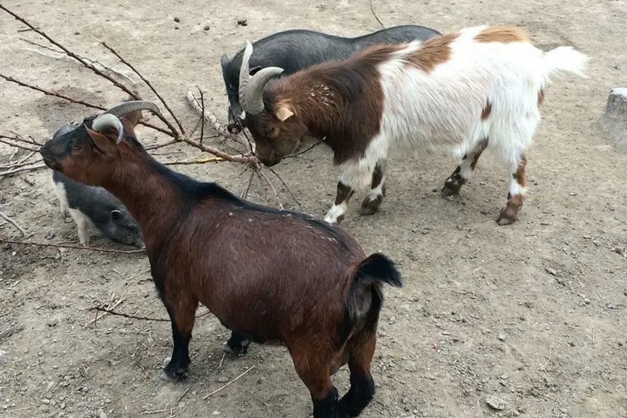 Камерунские Карликовые козы