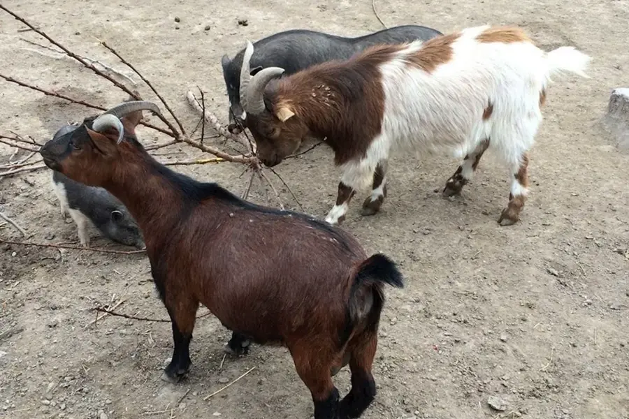 Камерунские Карликовые козы