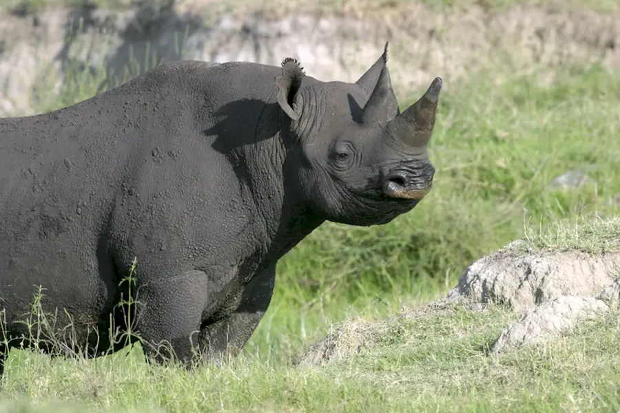 Камерунский носорог