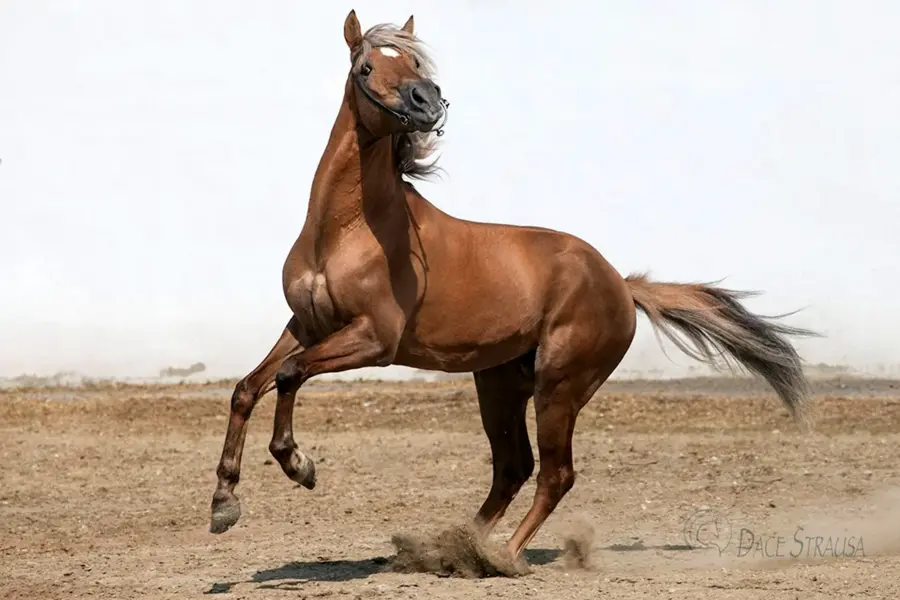 Карабахская Скаковая лошадь