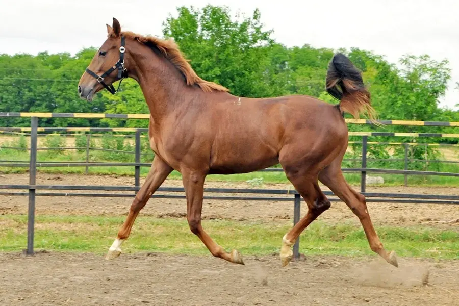 Карабахская Скаковая лошадь