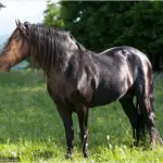 Карачаево-Черкесия порода лошадей