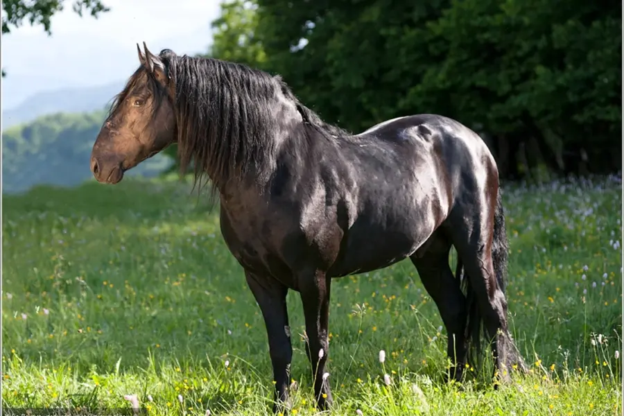 Карачаево-Черкесия порода лошадей