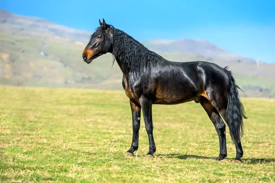 Карачаевская порода лошадей Даусуз