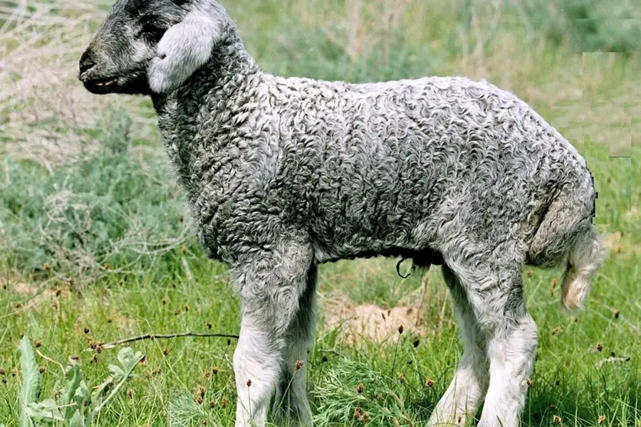 Каракулевая порода овец