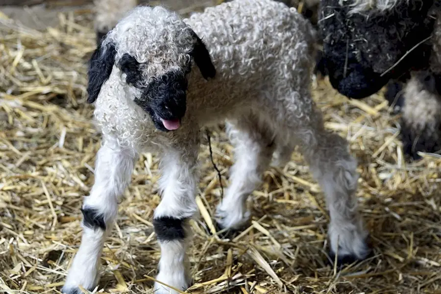 Каракульская порода овец Тонина шерсти