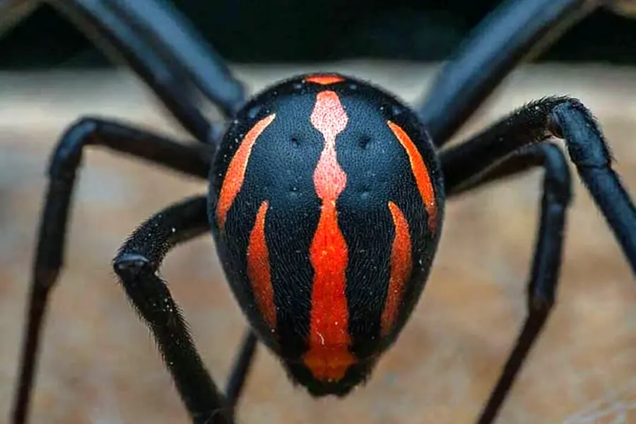 Каракурт паук