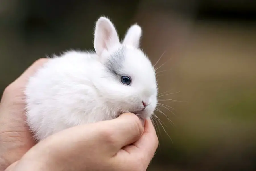 Карликовый кролик гермелин