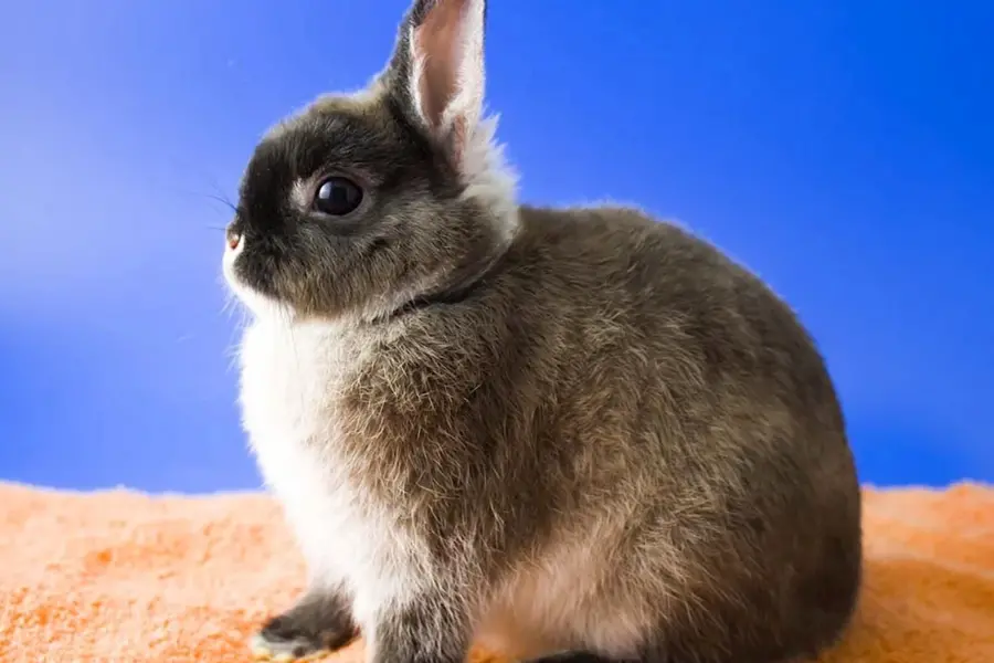 Карликовый кролик минор
