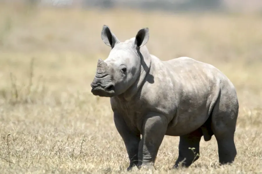 Карликовый носорог