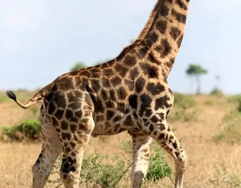 Карликовый Жираф