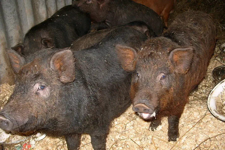 Кармалы порода свиней