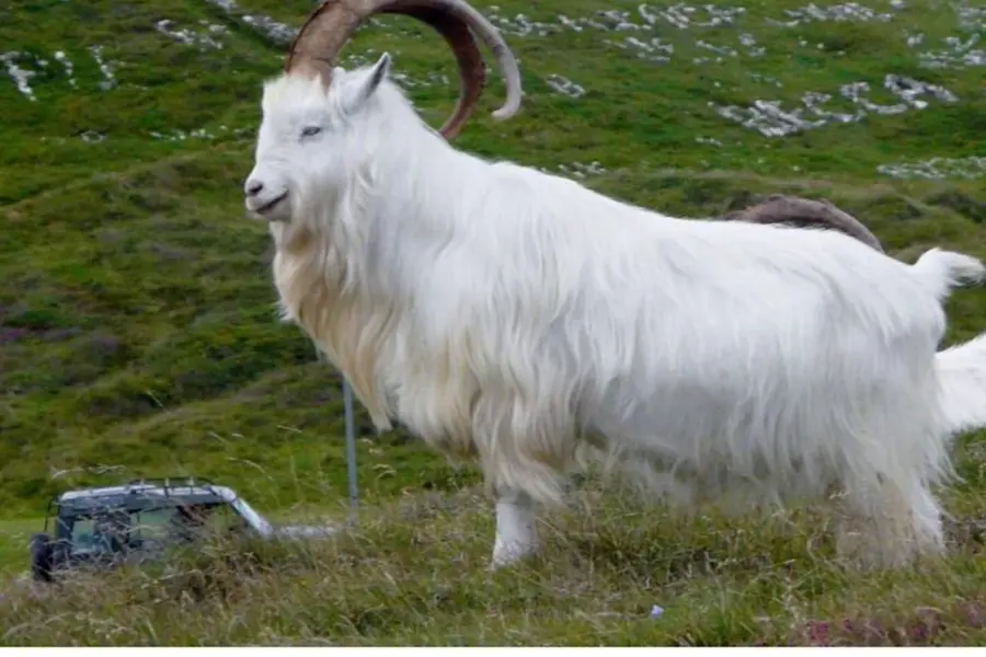Кашмирские горные козы
