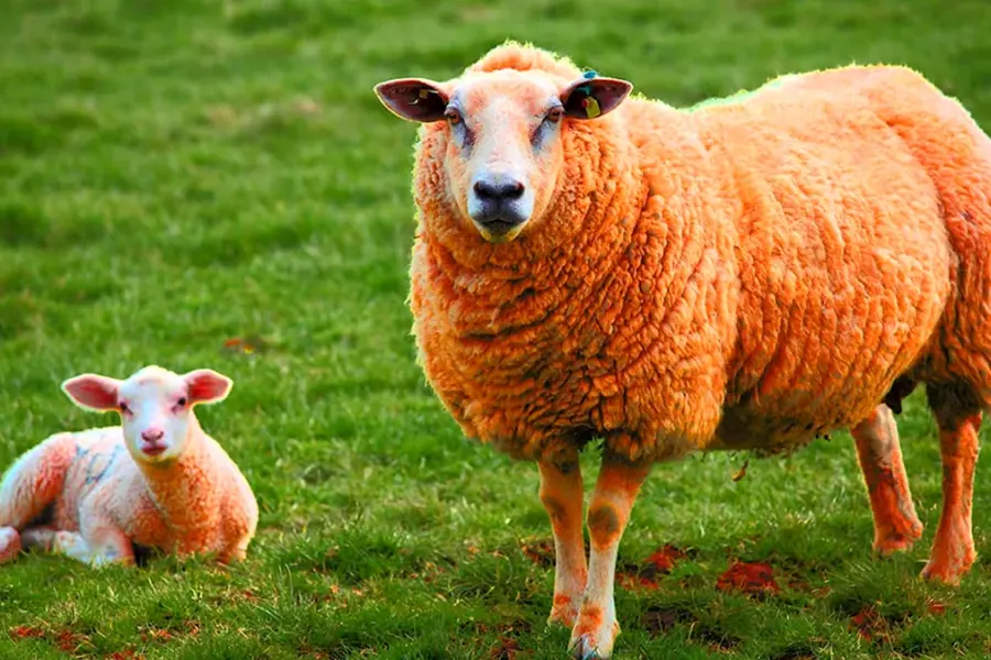 Катадин порода овец