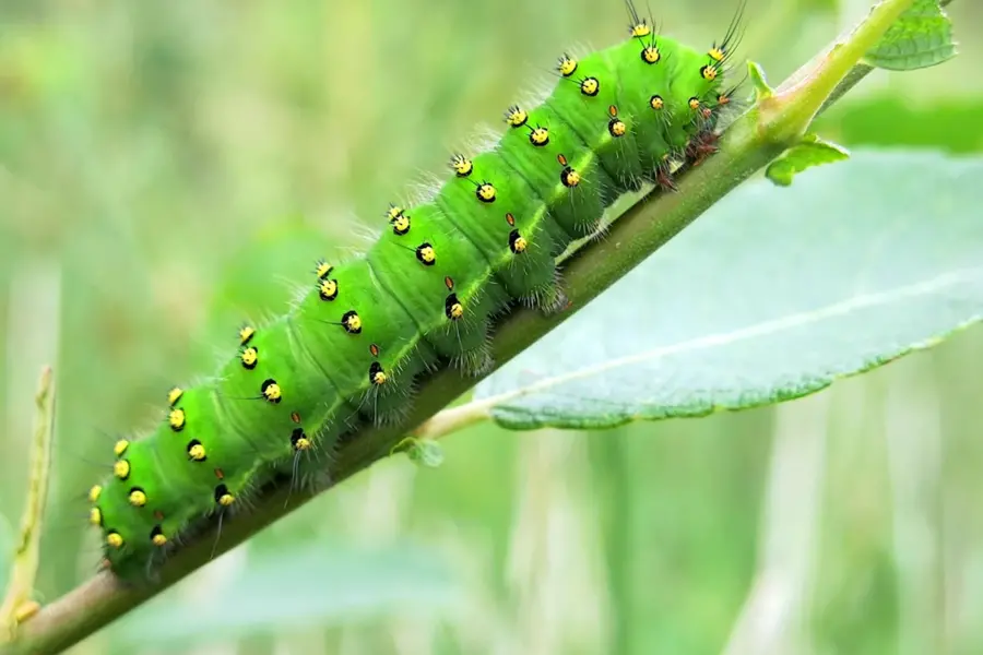 Катерпиллер гусеница зеленая