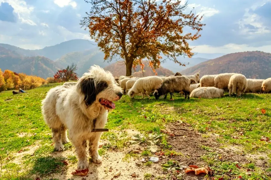 Кавказская овчарка пасет овец