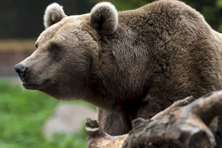 Кавказский заповедник бурый медведь