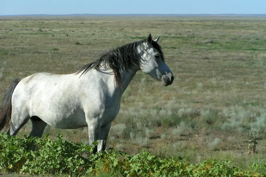 Казахская порода лошадей Джабе
