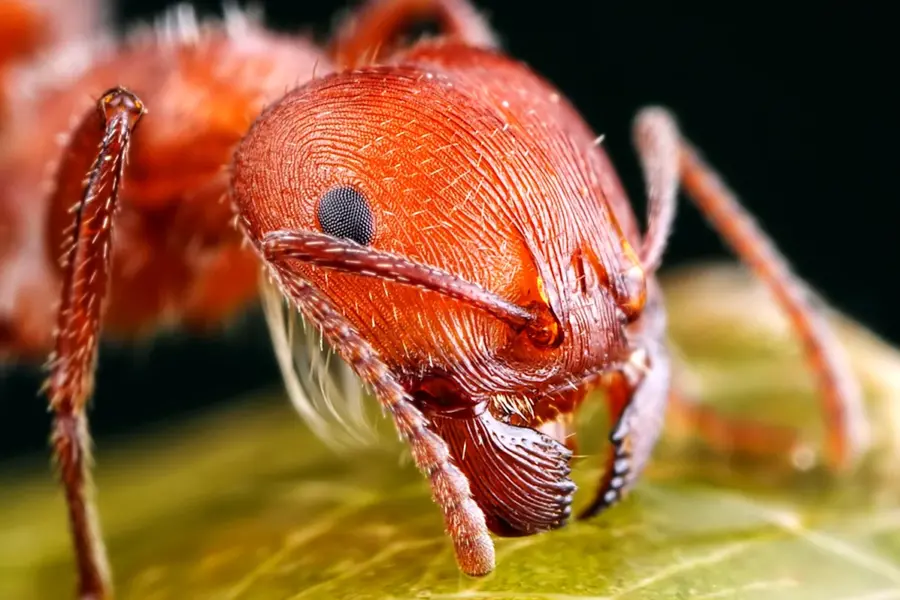 Хитин муравей