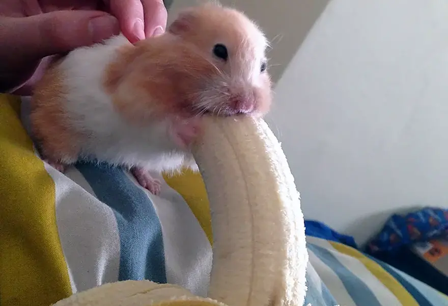 Хомячок с бананом во рту