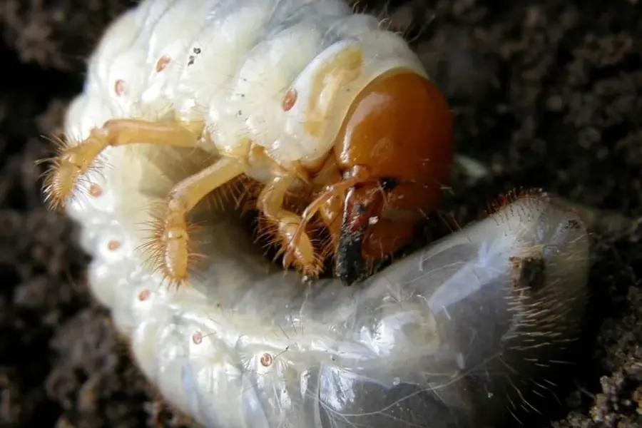 Хрущ личинка майского жука