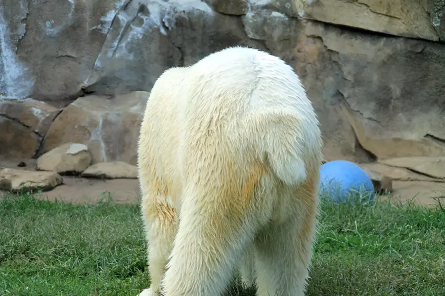 Хвост белого медведя